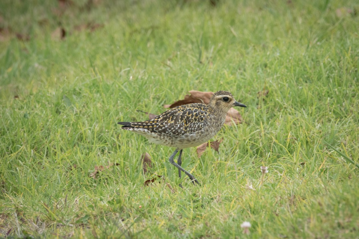 Chorlito Dorado Siberiano - ML620613426