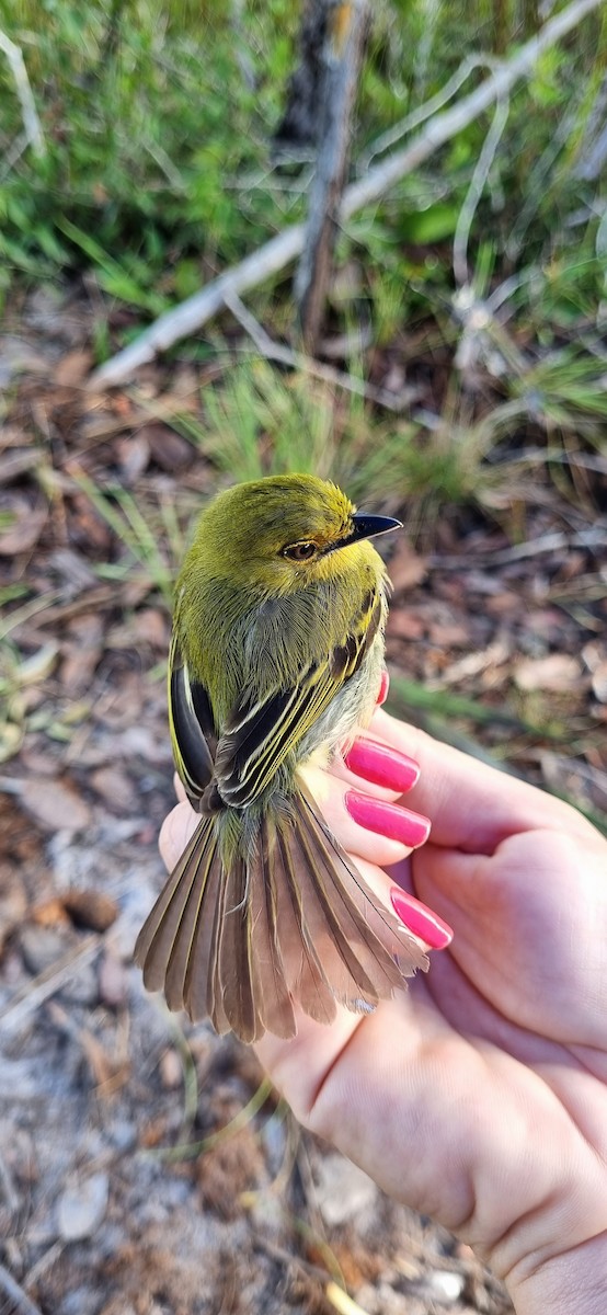 Picoplano Pechiamarillo (grupo flaviventris) - ML620613432