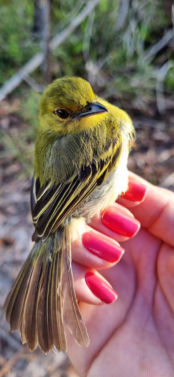 Tyranneau à poitrine jaune - ML620613433