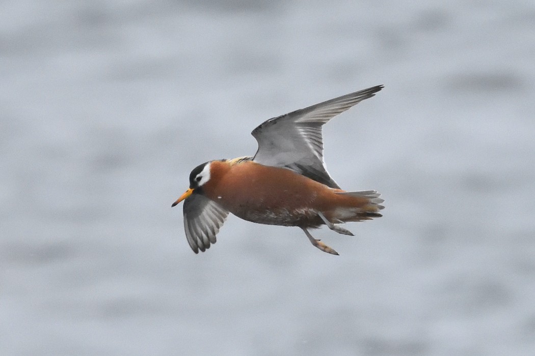 Phalarope à bec large - ML620613446