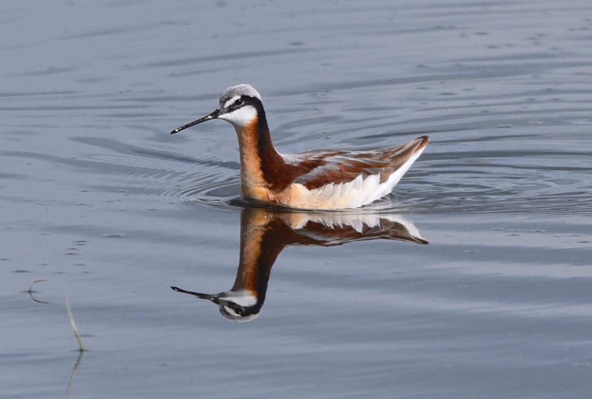 Wilson's Phalarope - D & I Fennell