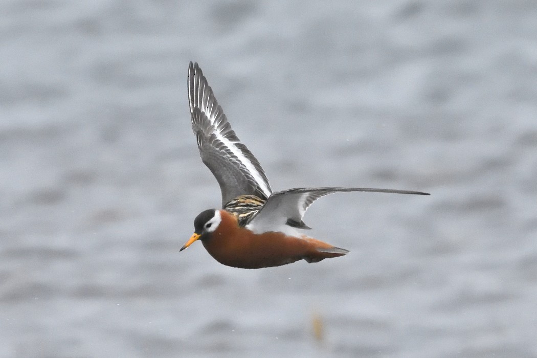 Phalarope à bec large - ML620613459