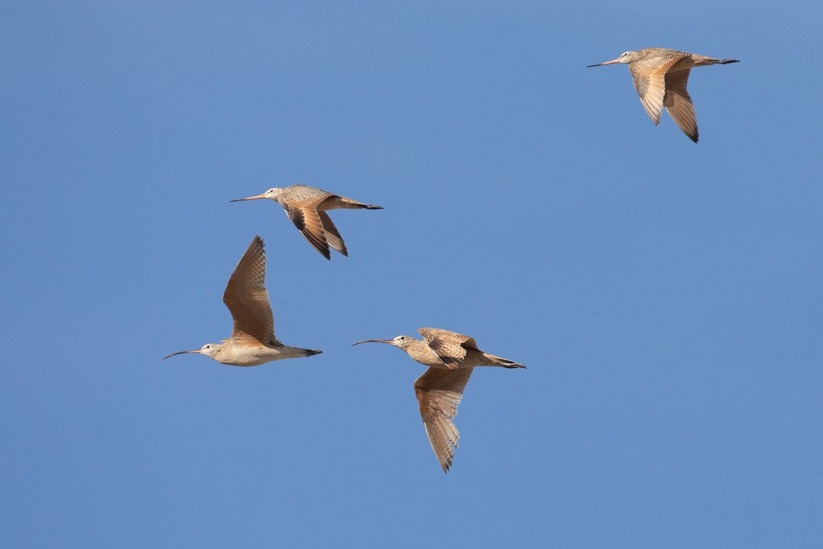 Marbled Godwit - ML620613460