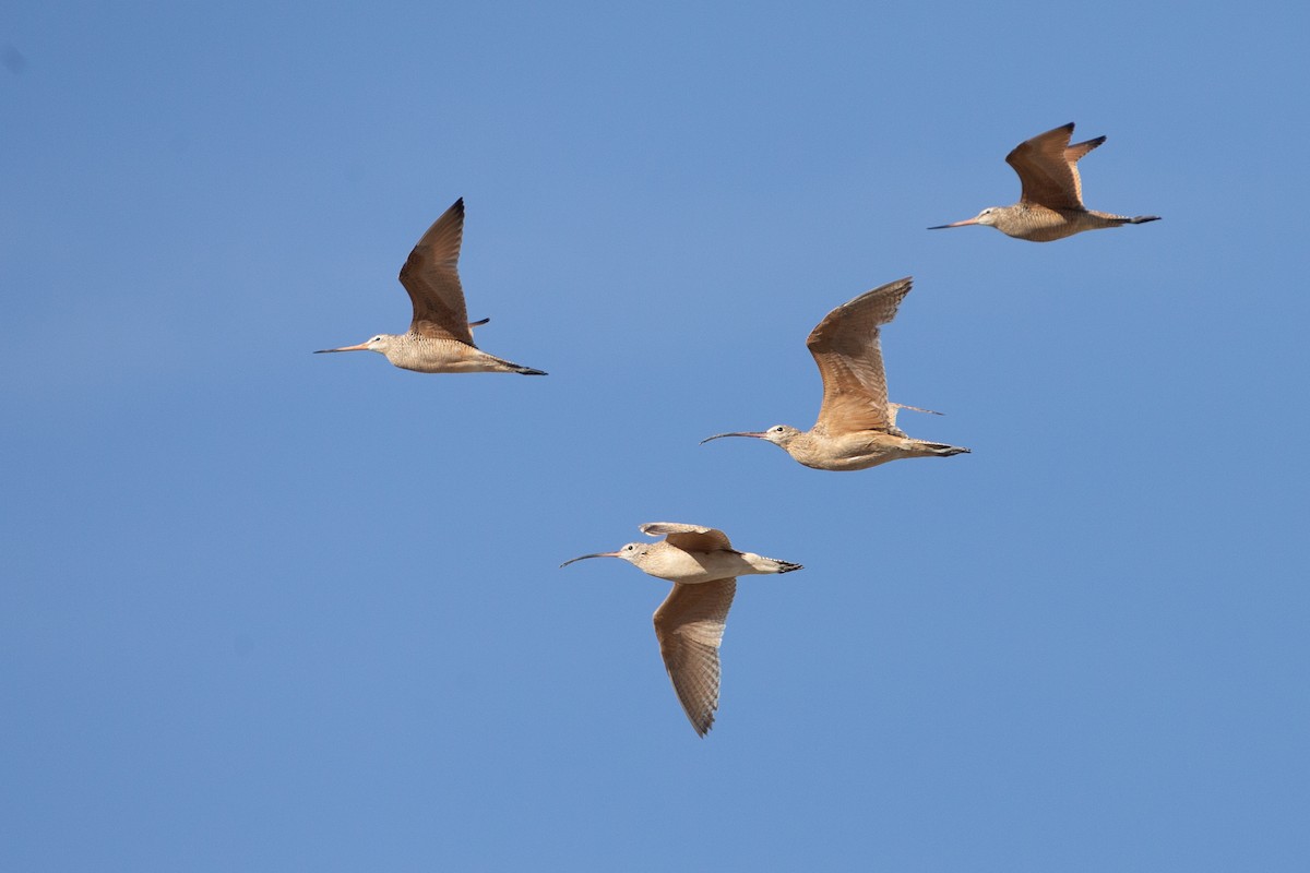 Marbled Godwit - ML620613461