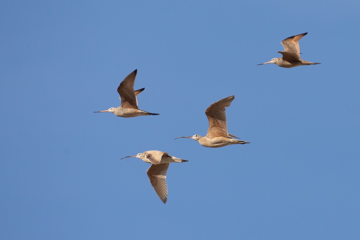 Marbled Godwit - ML620613463