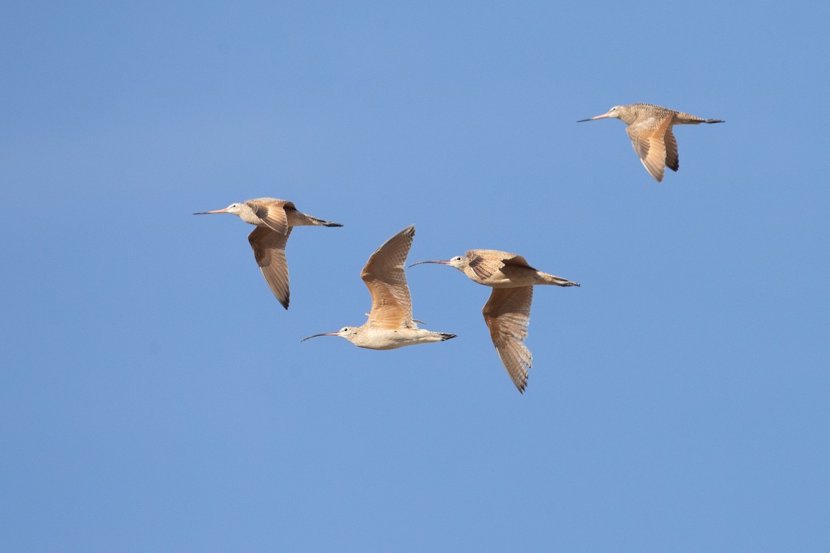 Marbled Godwit - ML620613464