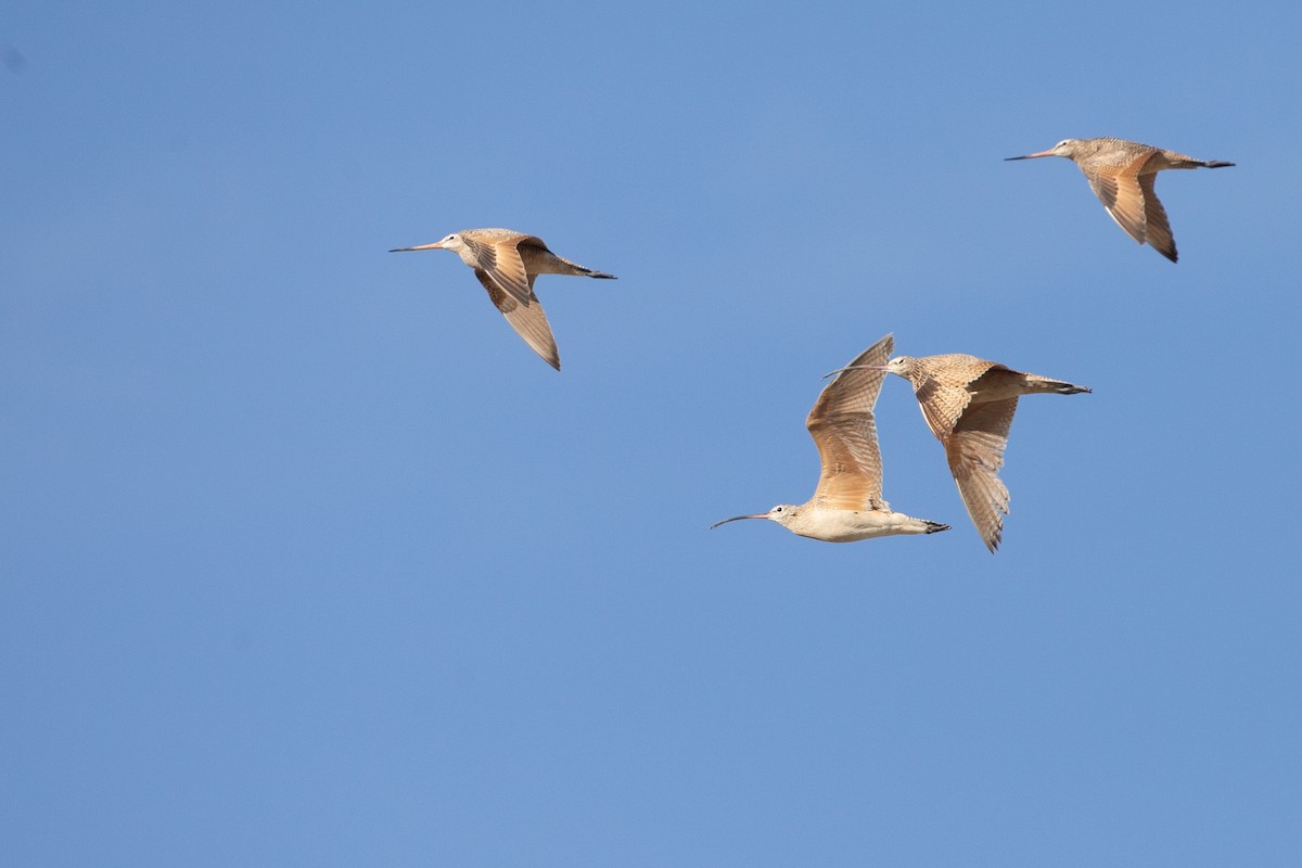 Marbled Godwit - ML620613465