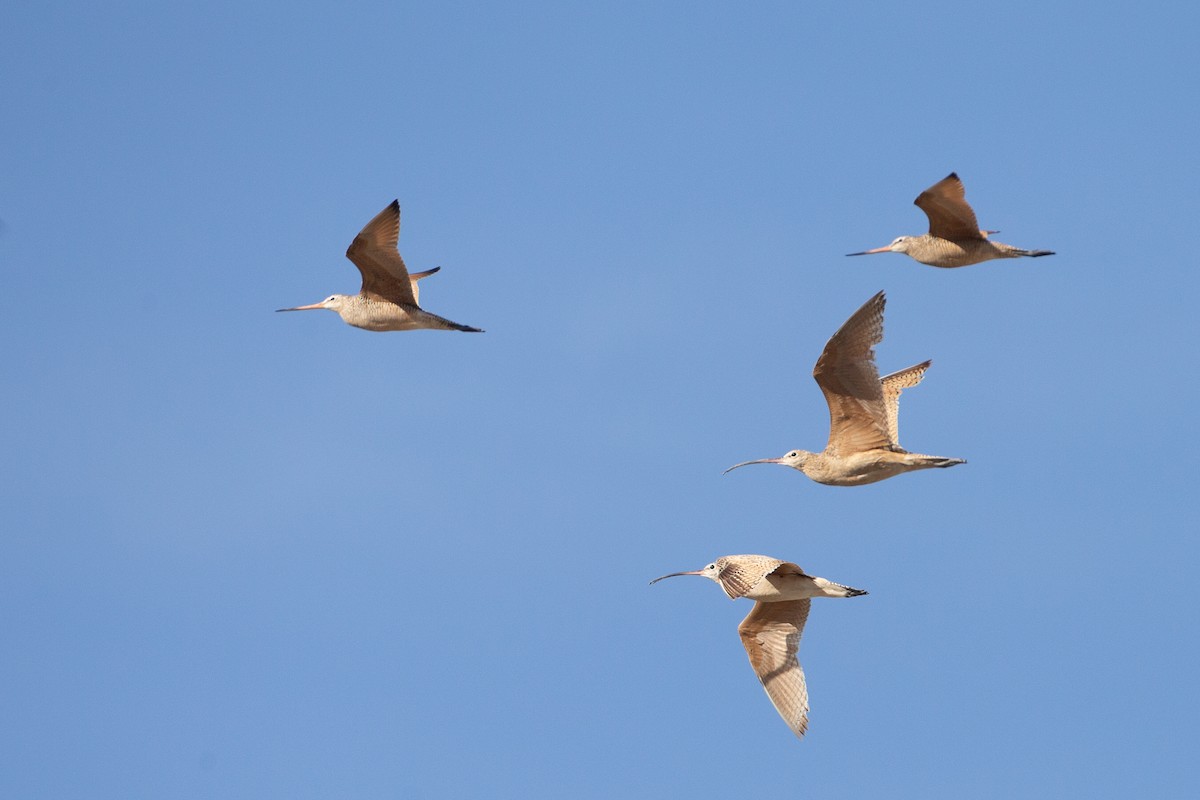 Marbled Godwit - ML620613466