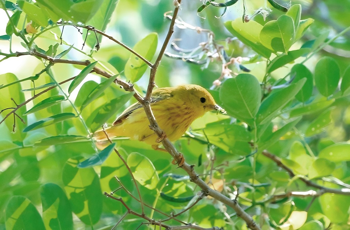 Yellow Warbler - ML620613467