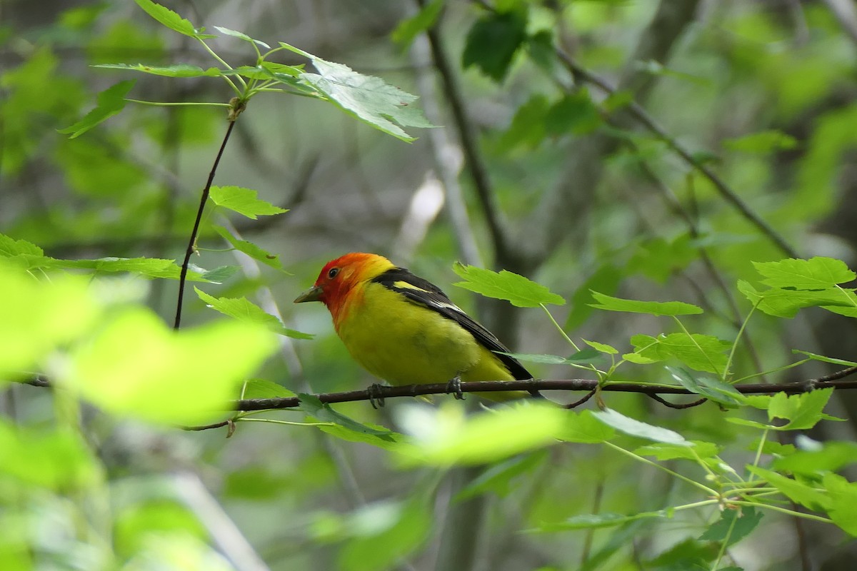 Western Tanager - ML620613472