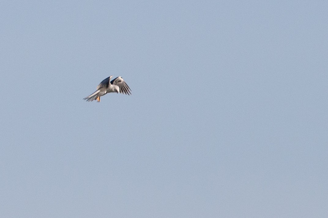 White-tailed Kite - ML620613473