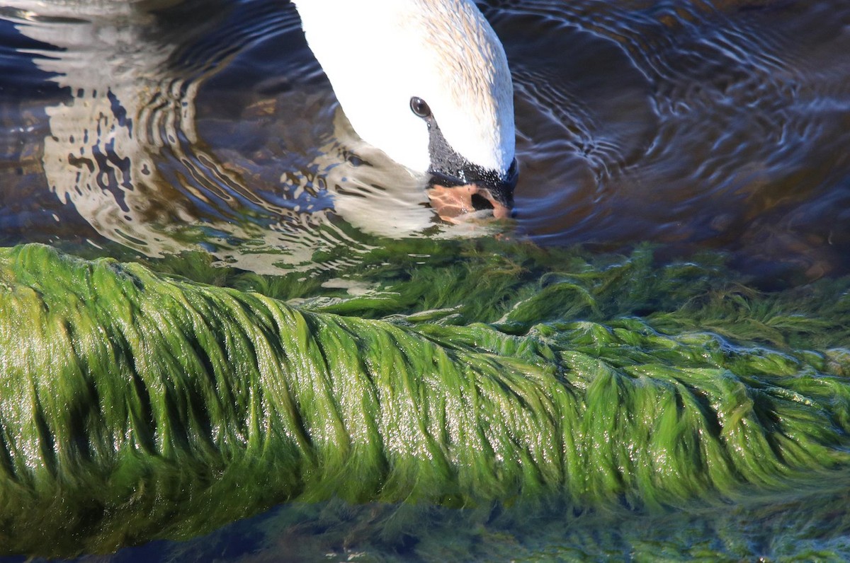 Mute Swan - ML620613474