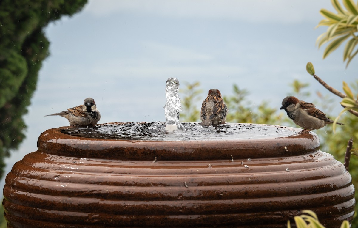 House Sparrow - ML620613476