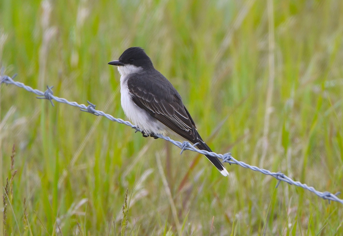 Eastern Kingbird - ML620613479