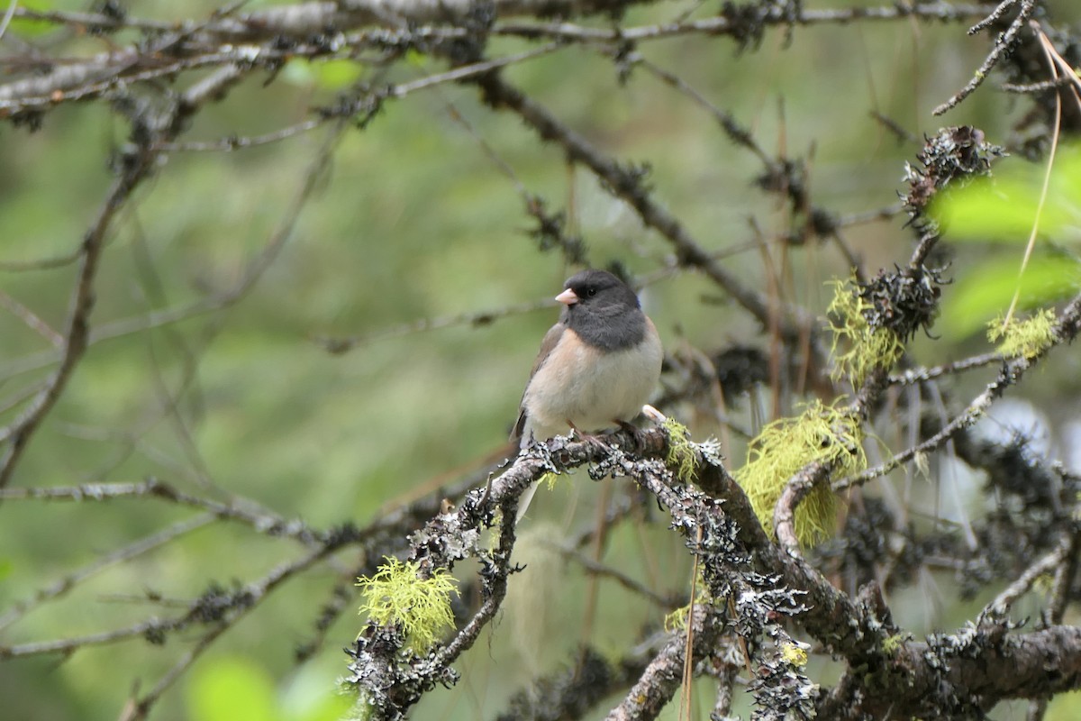 Dark-eyed Junco (Oregon) - ML620613481