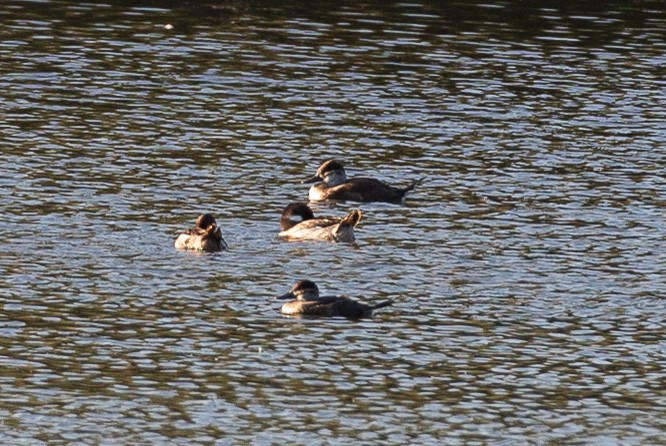 Ruddy Duck - ML620613483