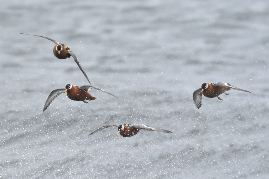 Red Phalarope - ML620613485