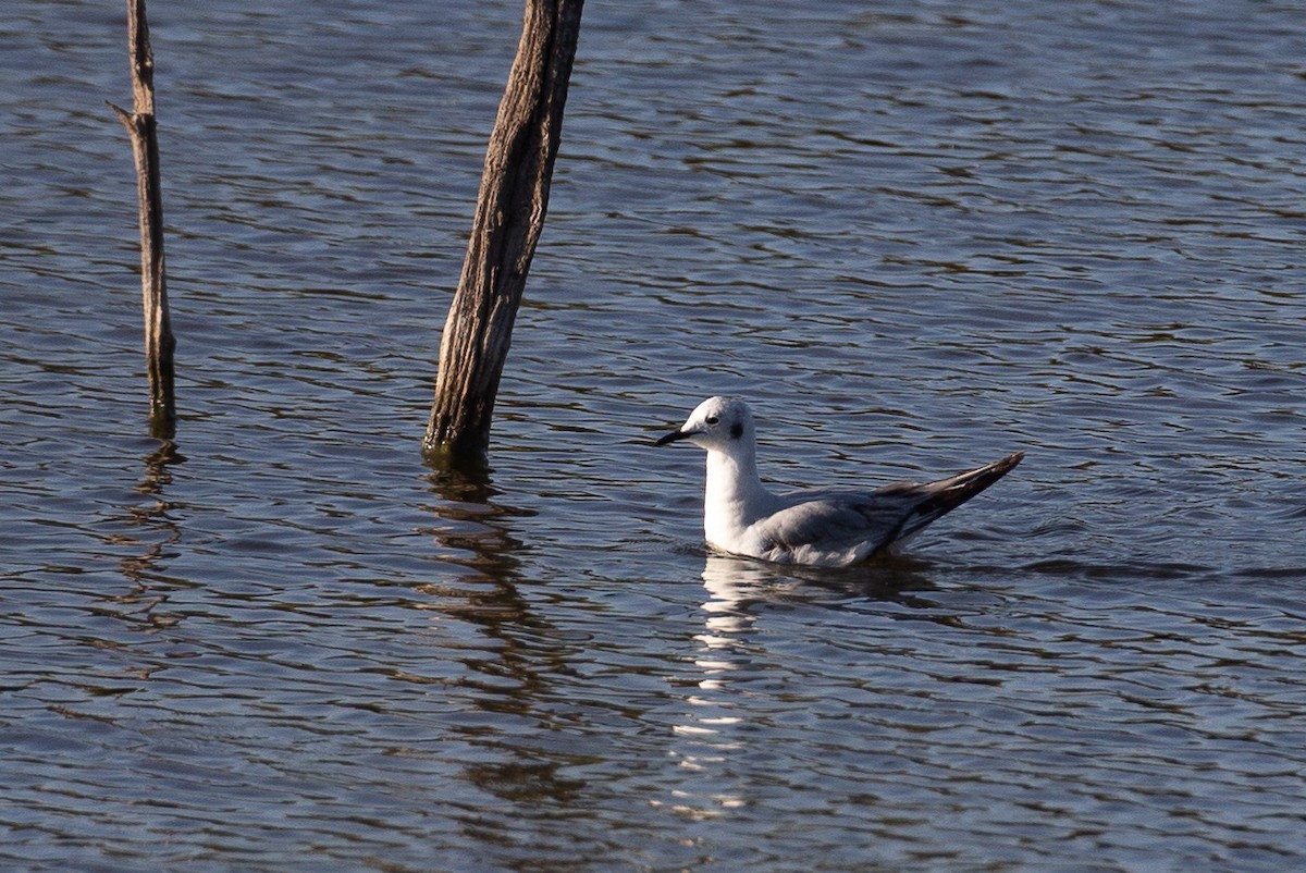 Bonaparte's Gull - ML620613486