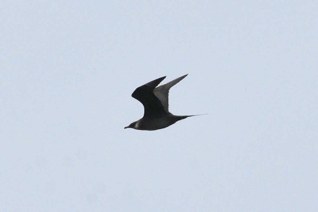 Parasitic Jaeger - ML620613489