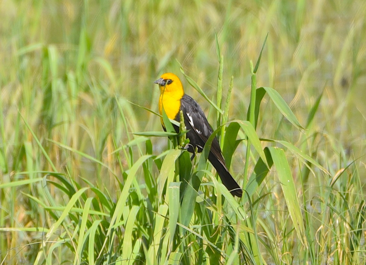 Yellow-headed Blackbird - ML620613490