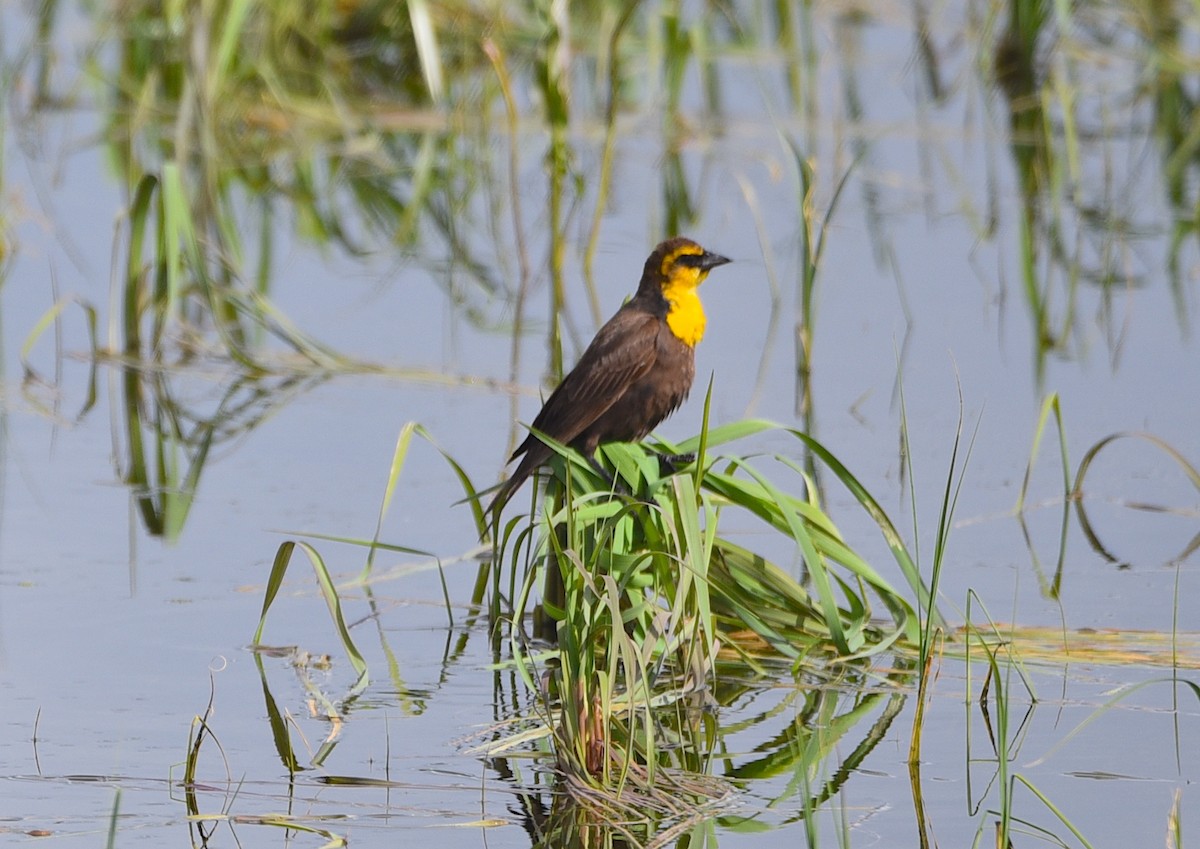 Yellow-headed Blackbird - ML620613491