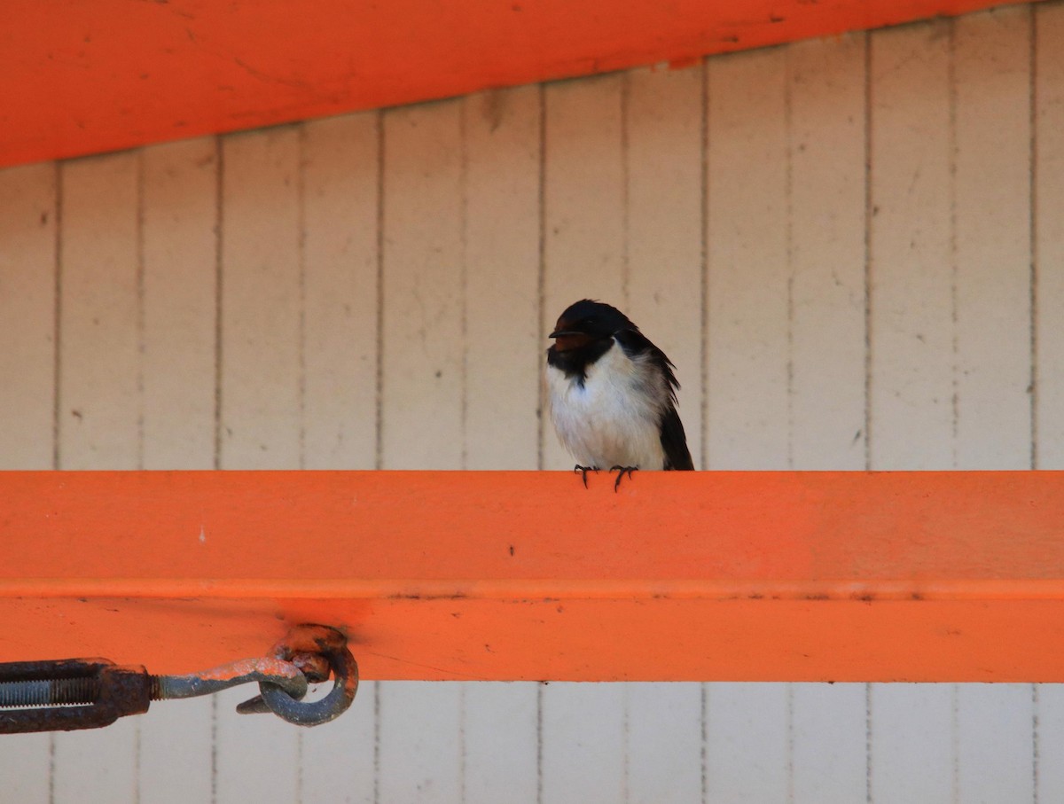 Barn Swallow - ML620613493