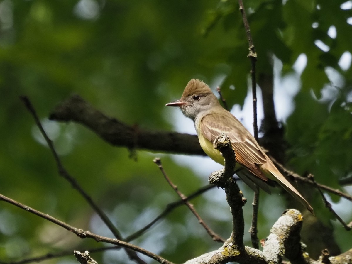 Great Crested Flycatcher - ML620613495