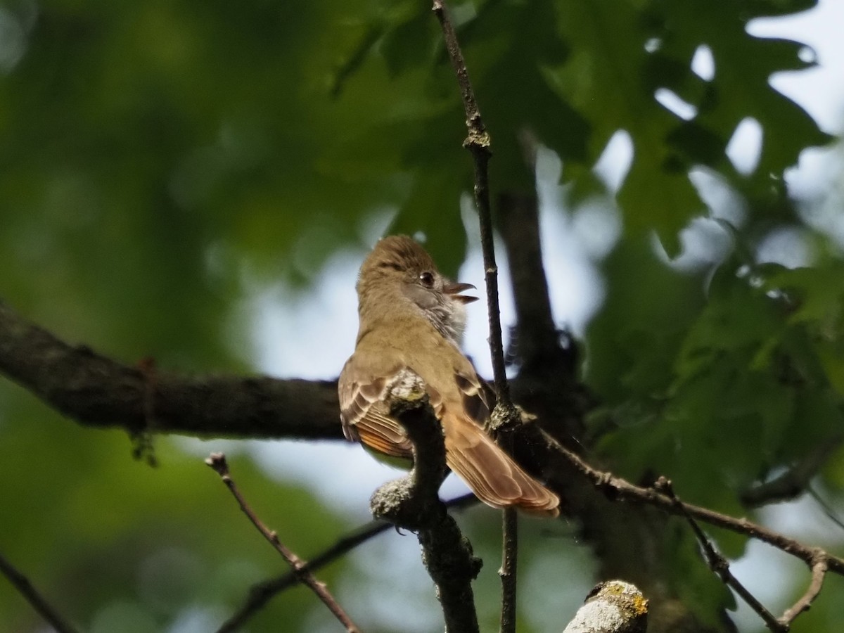 Great Crested Flycatcher - ML620613496