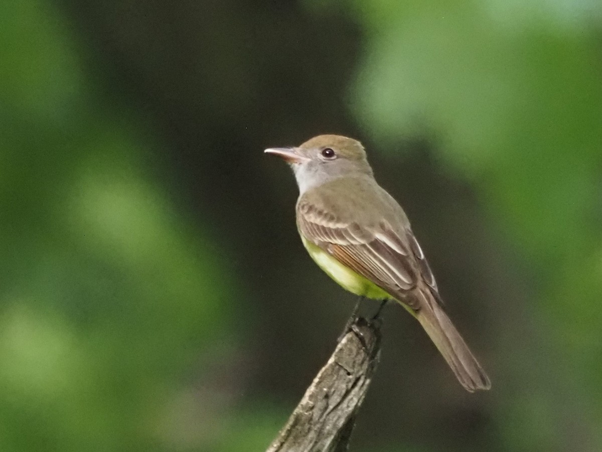 Great Crested Flycatcher - ML620613497