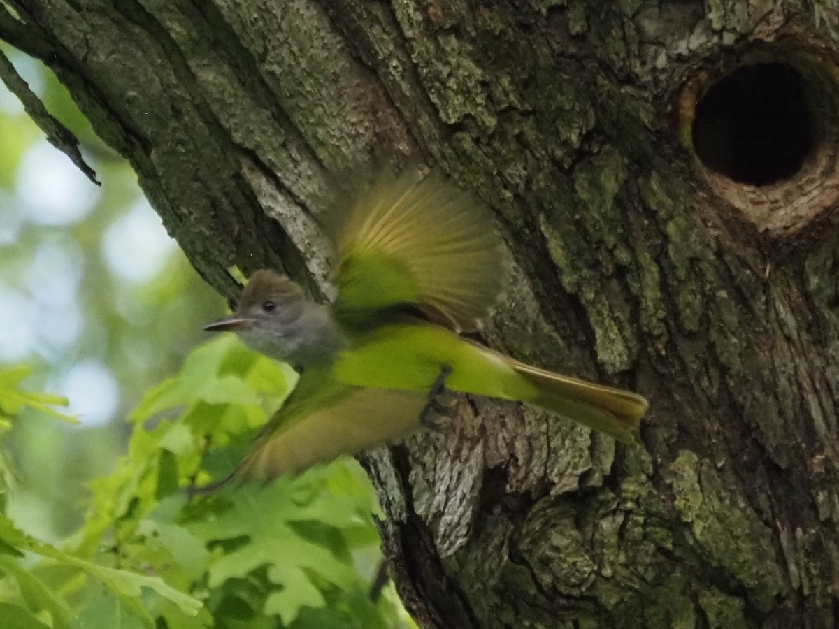 Great Crested Flycatcher - ML620613498