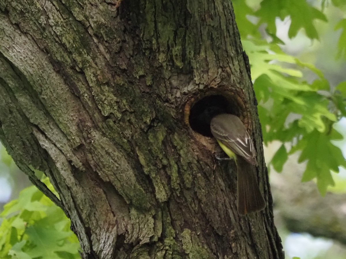 Great Crested Flycatcher - ML620613499