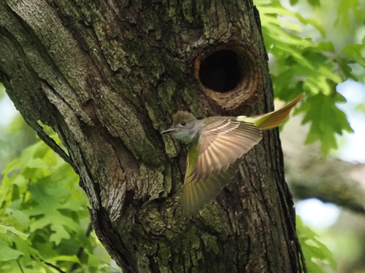 Great Crested Flycatcher - ML620613500