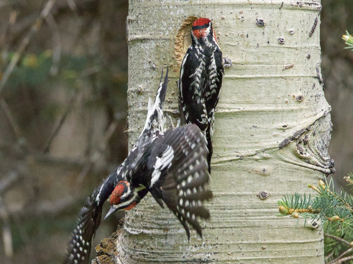 Red-naped Sapsucker - ML620613502