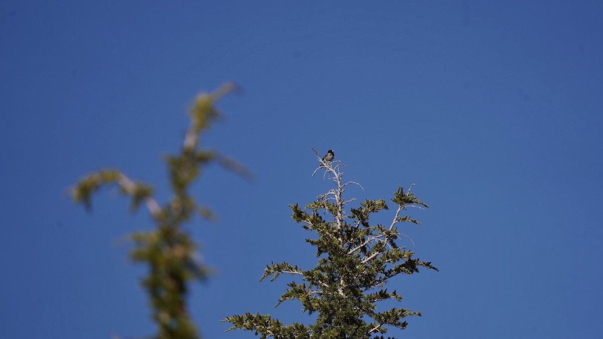 Dark-eyed Junco - ML620613505