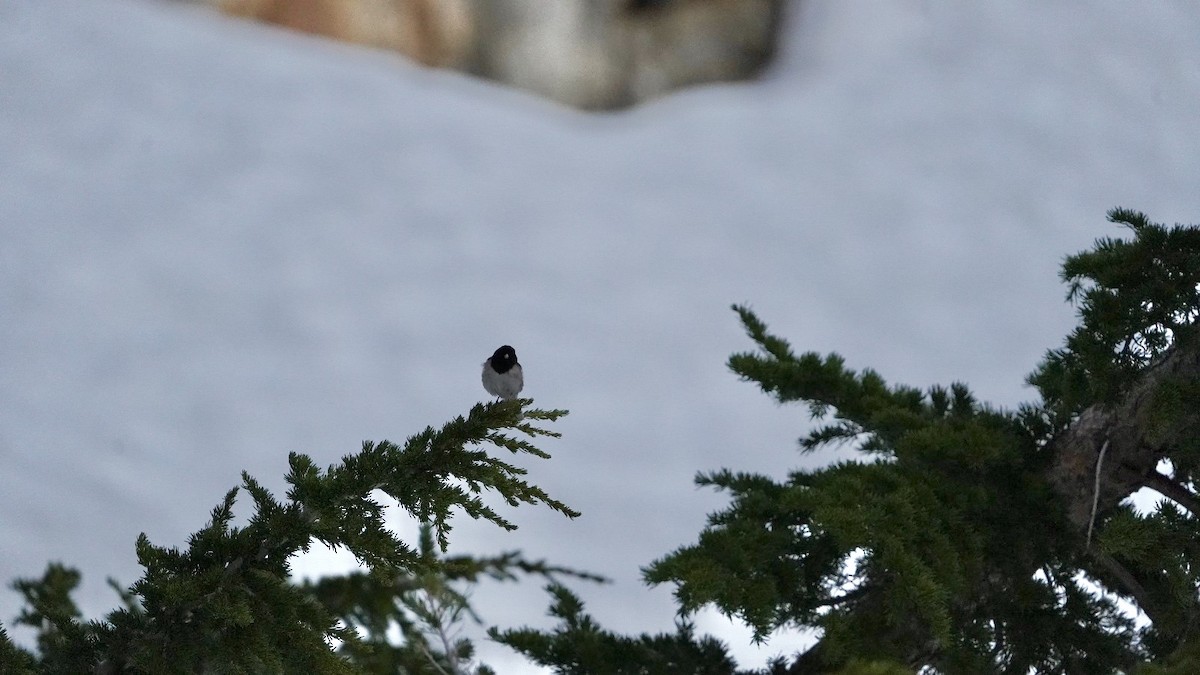 Dark-eyed Junco - ML620613506