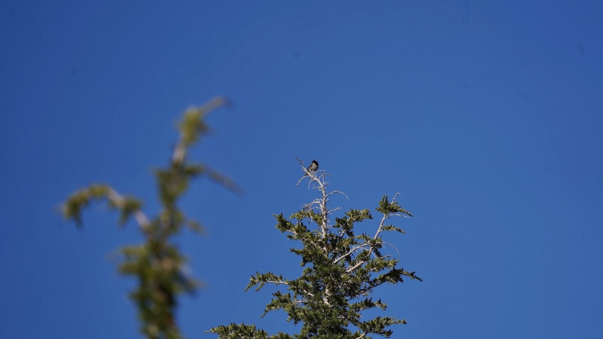 Dark-eyed Junco - ML620613507