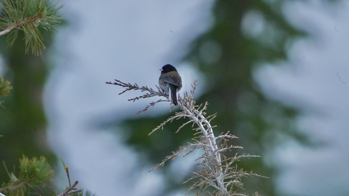 Dark-eyed Junco - ML620613508