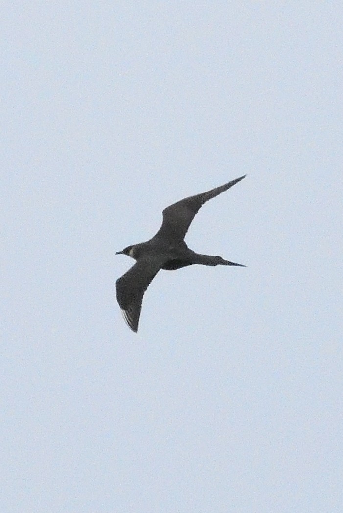 Parasitic Jaeger - ML620613511