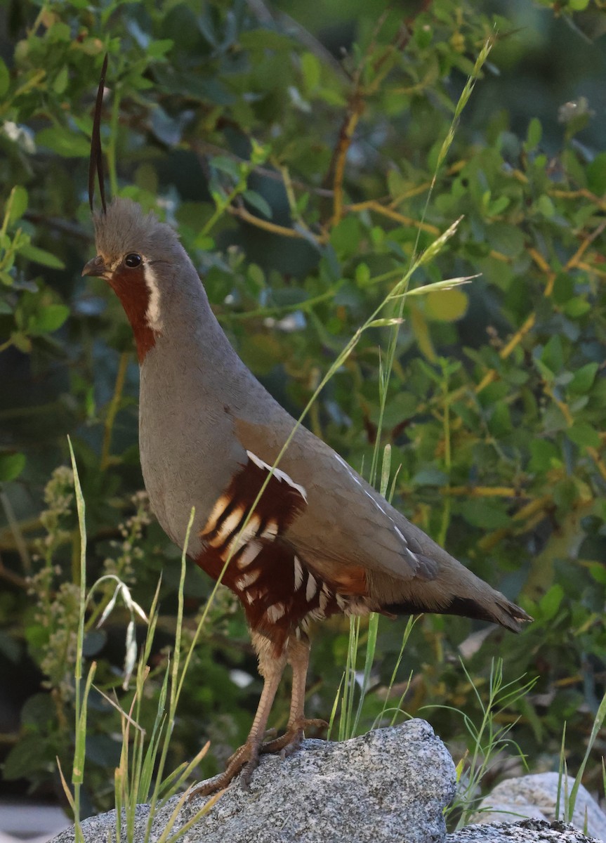 Mountain Quail - ML620613512