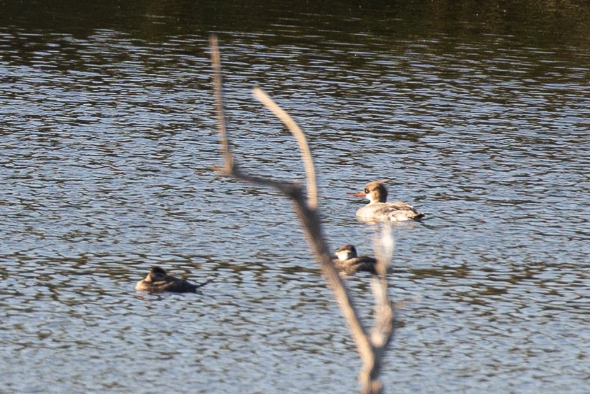 Red-breasted Merganser - ML620613513