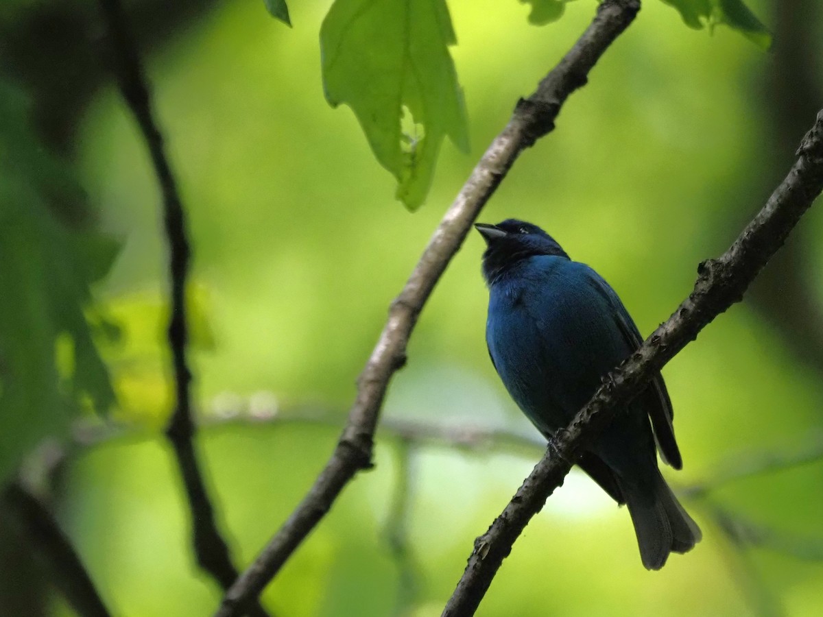 Indigo Bunting - ML620613514