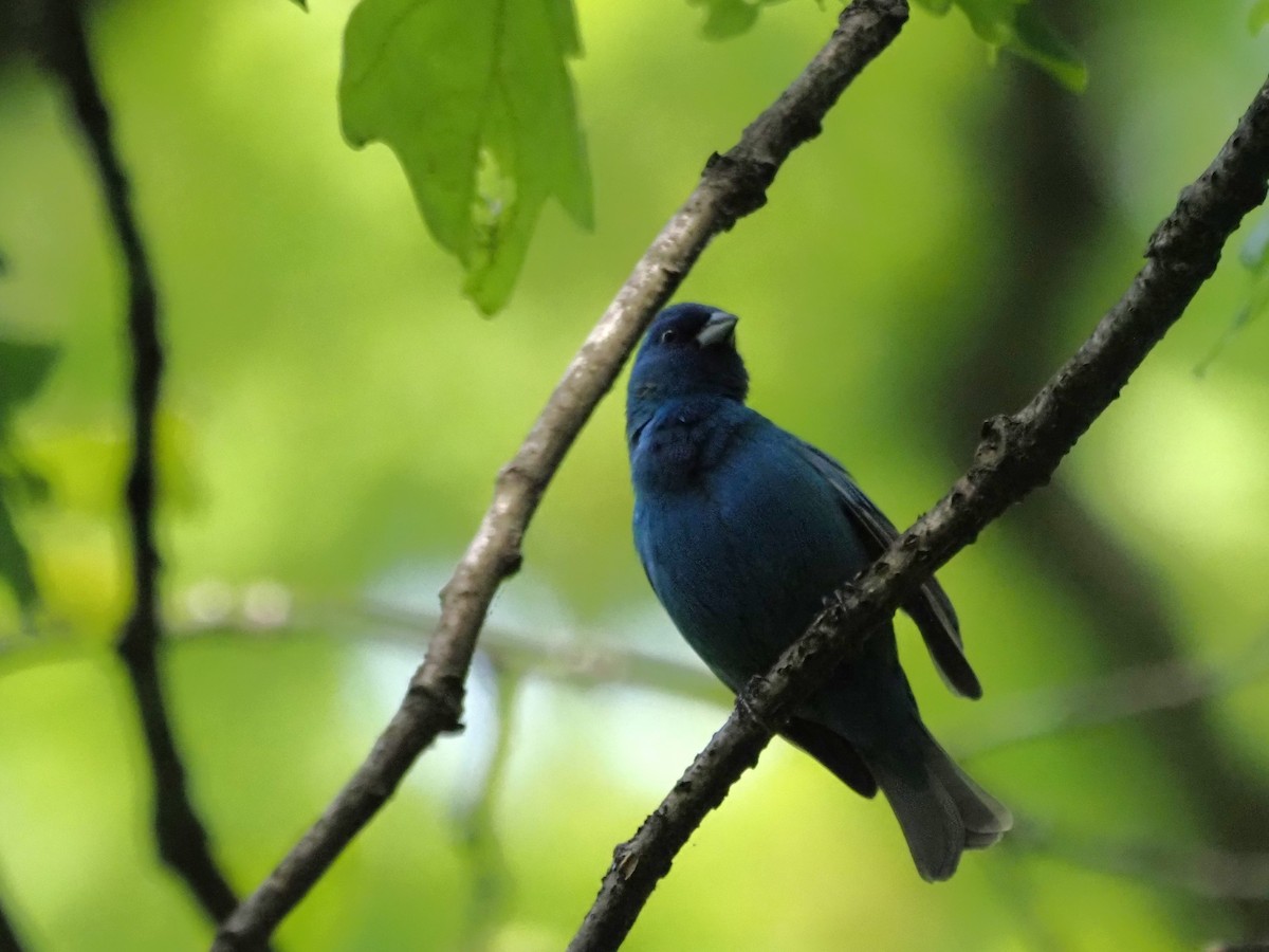 Indigo Bunting - ML620613515