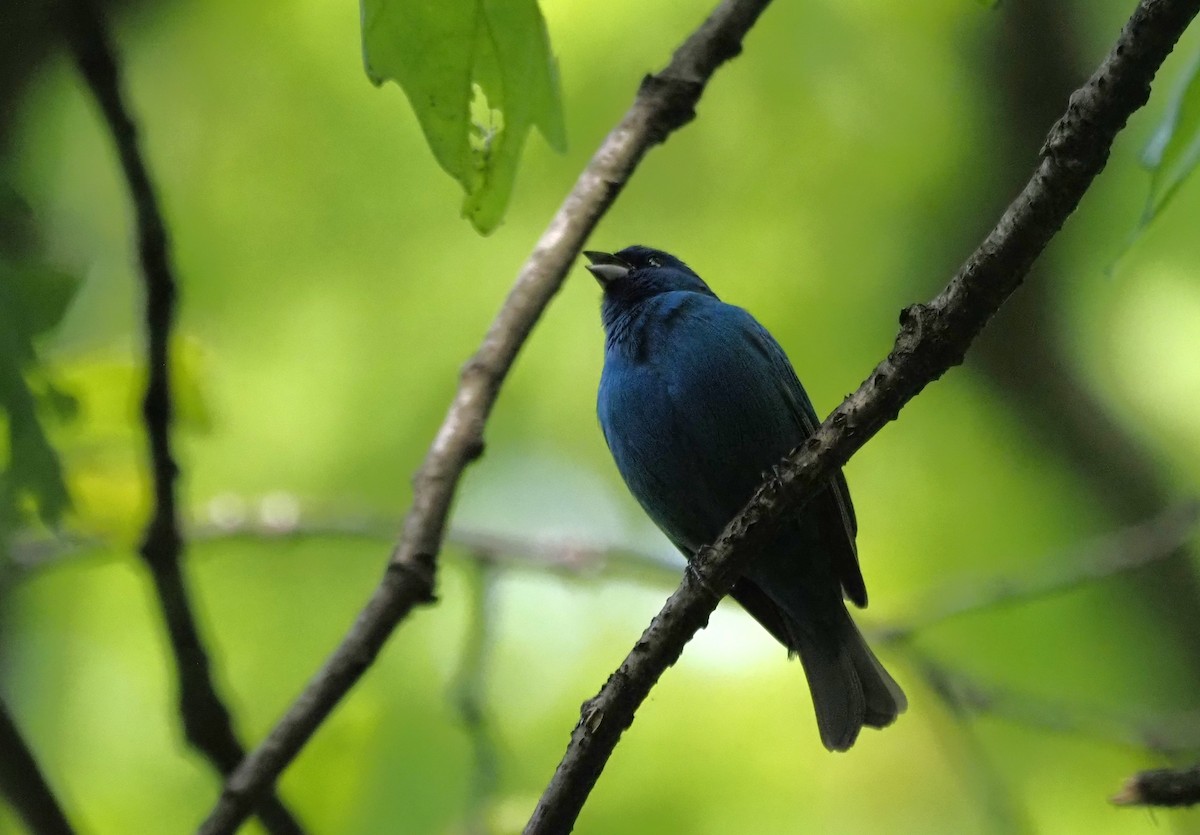 Indigo Bunting - ML620613516