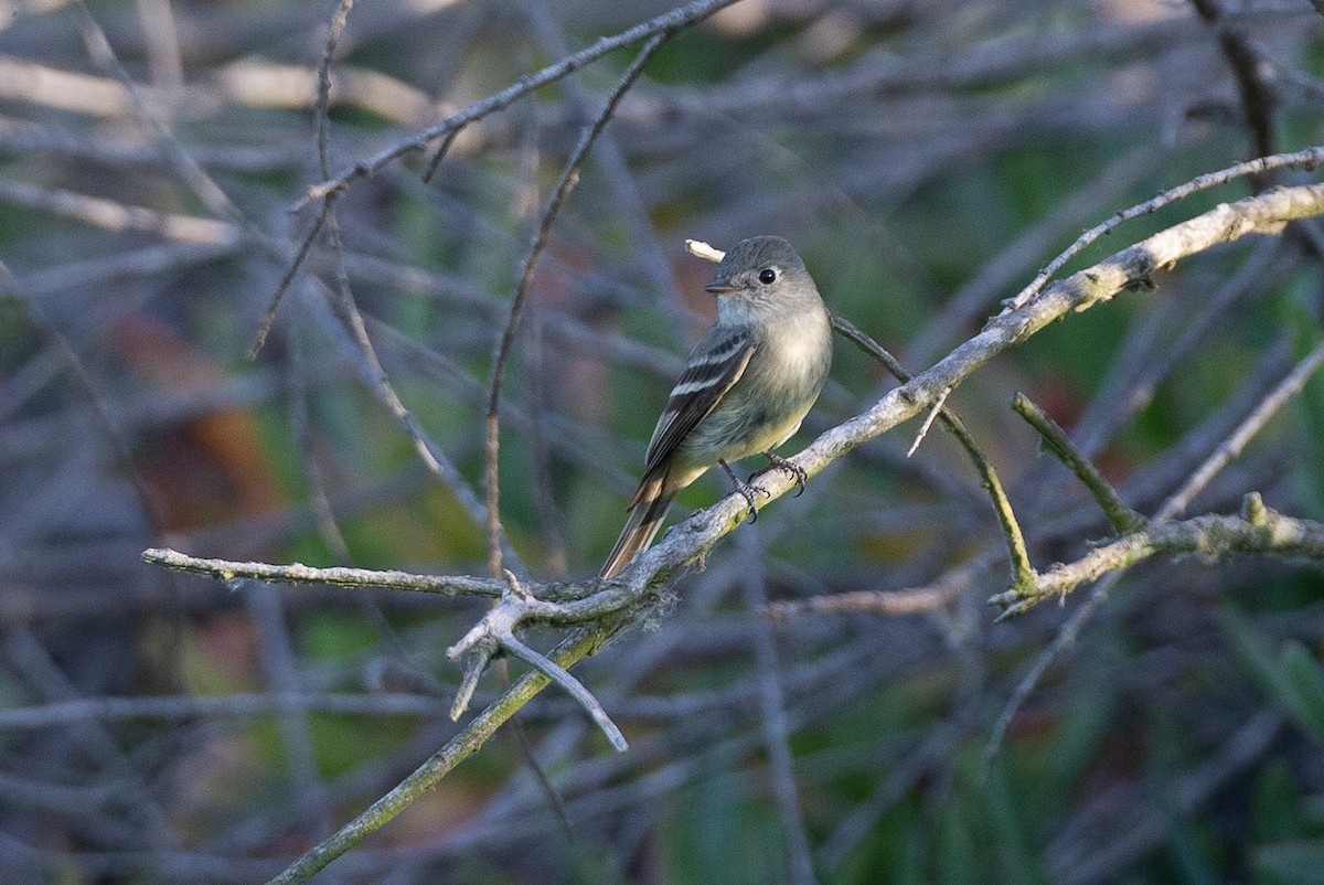 Hammond's Flycatcher - ML620613517