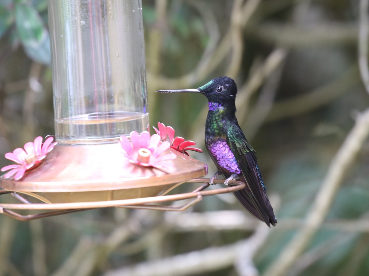 Blue-throated Starfrontlet - ML620613520