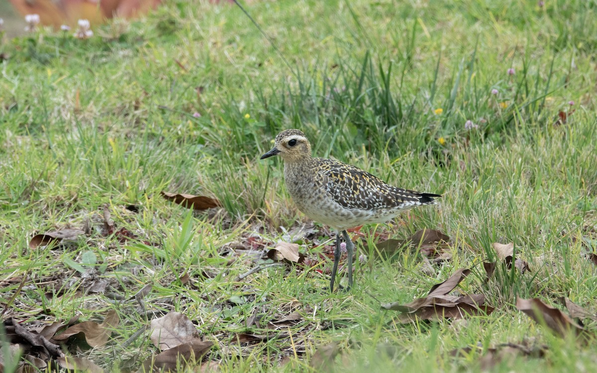 Chorlito Dorado Siberiano - ML620613523