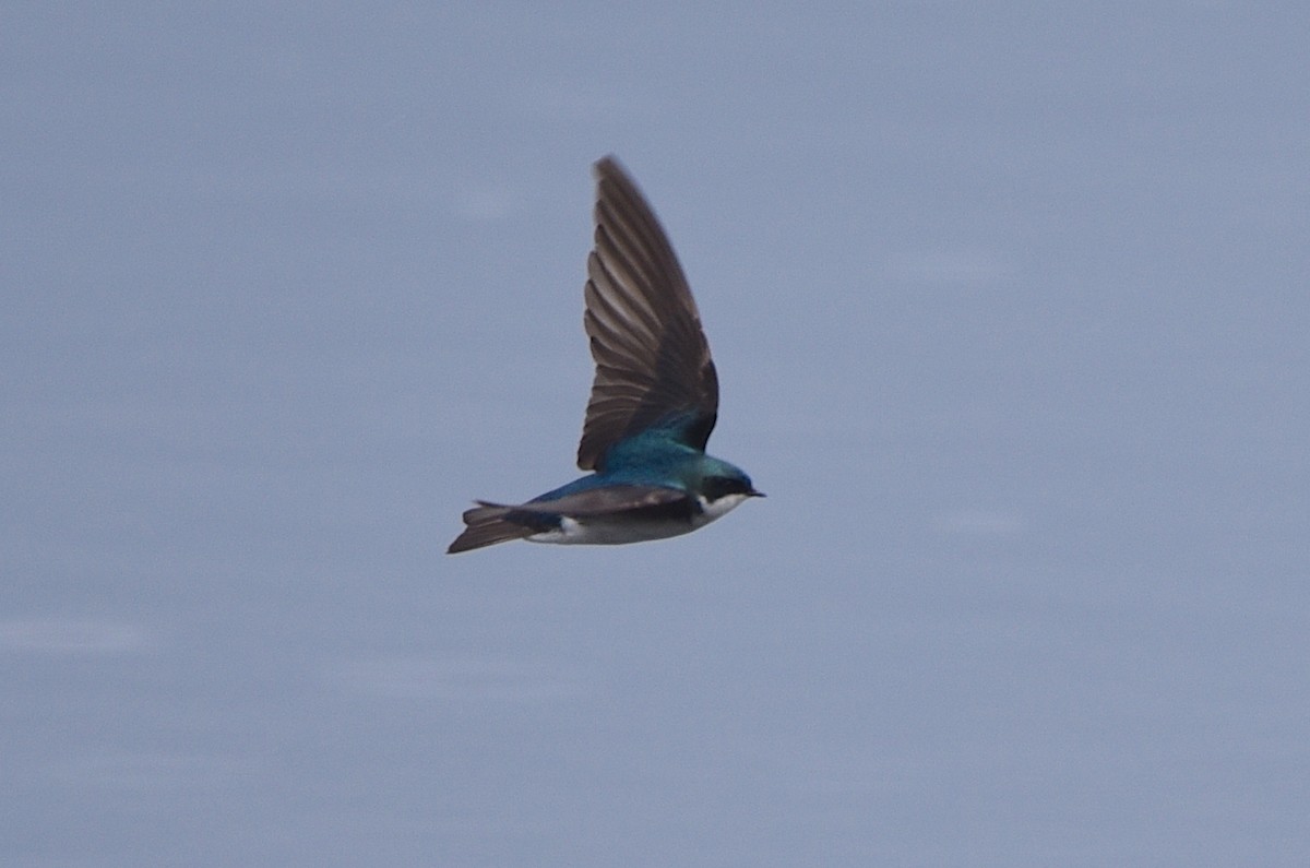 Tree Swallow - ML620613529