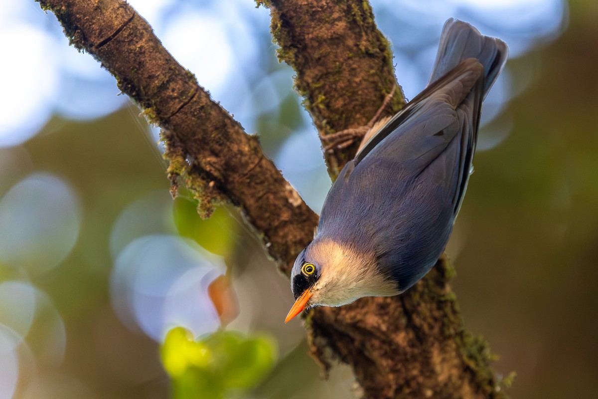 Velvet-fronted Nuthatch - ML620613531