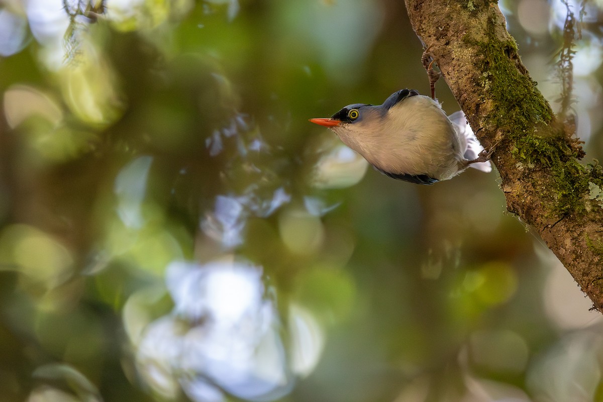 Velvet-fronted Nuthatch - ML620613532