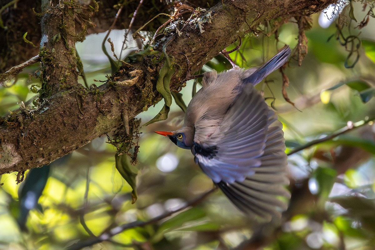 Velvet-fronted Nuthatch - ML620613533